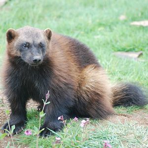 Wolverine at Whipsnade 08/05/11