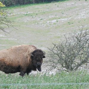 Bison Hill at Whipsnade 08/05/11