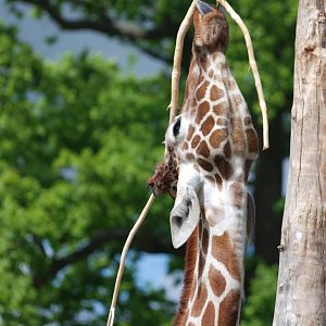 Reticulated Giraffe at Whipsnade 08/05/11