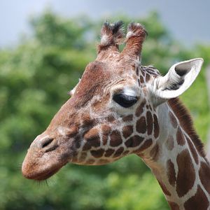 Reticulated Giraffe at Whipsnade 08/05/11