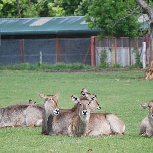 Ellipsen Waterbuck at Whipsnade 08/05/11