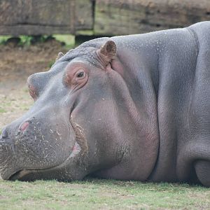 Common Hippopotamus at Whipsnade 08/05/11