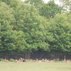Nile Lechwe at Whipsnade 08/05/11