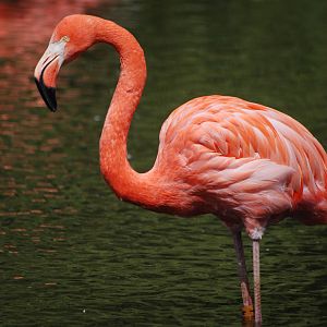 Caribbean Flamingo at Whipsnade 08/05/11