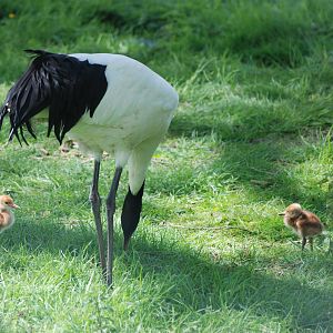 Red-crowned/Manchurian Cranes at Whipsnade 08/05/11