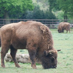 European Bison at Whipsnade 08/05/11
