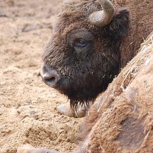 European Bison at Whipsnade 08/05/11