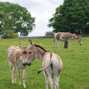 Onagers at Whipsnade 08/05/11