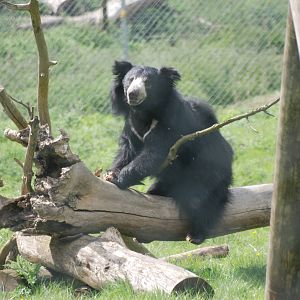 Sri Lankan Sloth Bear at Whipsnade 08/05/11