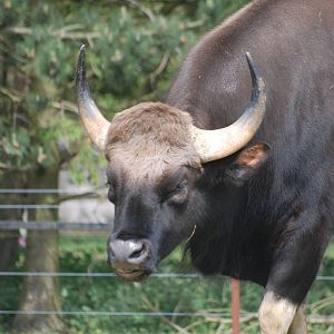 Gaur at Whipsnade 08/05/11