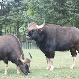 Gaur Pair at Whipsnade 08/05/11