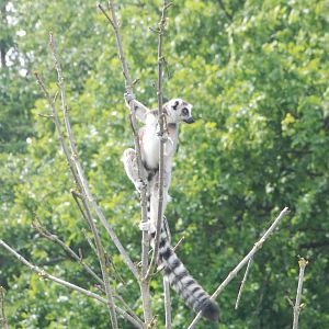 Ring-tailed Lemur at Whipsnade 08/05/11