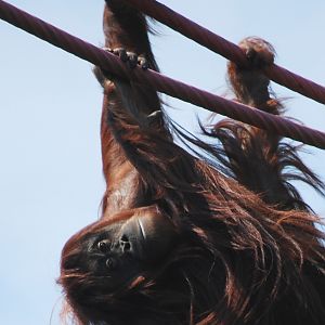 Iris orangutan on the O-Line