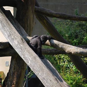 Baby gorilla Kibibi