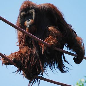 Kiko orangutan on the O-Line