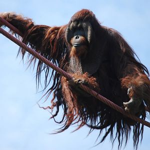 Kiko orangutan on the O-line