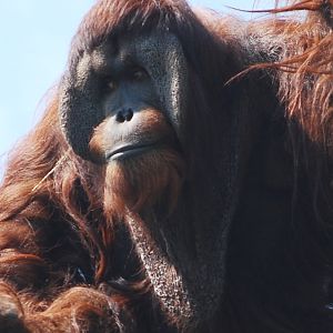 Portrait show of Kiko orangutan