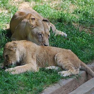 Lioness and her cub