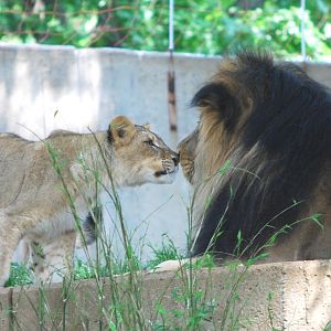 Brave lion cub and Luke go nose-to-nose