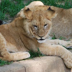 The face of future lion greatness