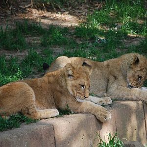 Two lion cubs