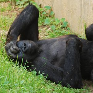 Gorilla gets headache just thinking about summer crowds