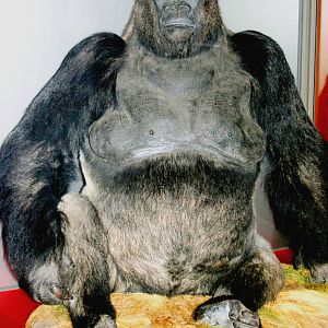 Guy the gorilla; Natural History Museum; 8th May 2011