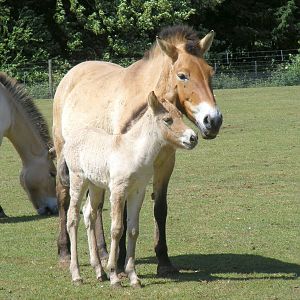 Przewalski's horses at Marwell Wildlife, 8 May 2011
