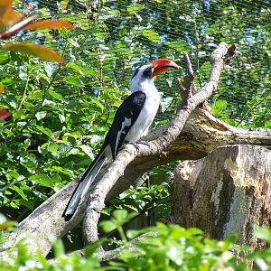 Male Von der Decken's hornbill at Marwell Wildlife, 8 May 2011
