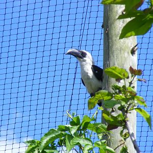Female Von der Decken's hornbill at Marwell Wildlife, 8 May 2011
