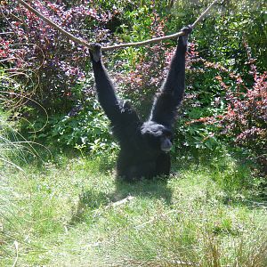 Siamang gibbon at Marwell Wildlife, 8 May 2011