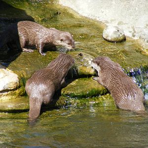 Asian short-clawed otters interested in a bumble bee at Marwell Wildlife, 8