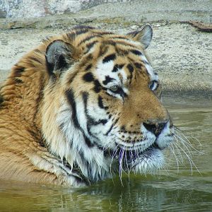 Gamin the Amur tiger taking a dip at Marwell Wildlife, 8 May 2011