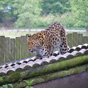 Kaia the Amur leopard at Marwell Wildlife, 8 May 2011