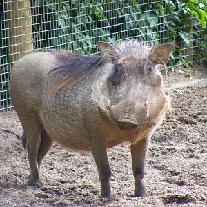 Warthog at Marwell Wildlife, 8 May 2011