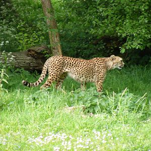 Suki or Juba the cheetah at Marwell Wildlife, 8 May 2011