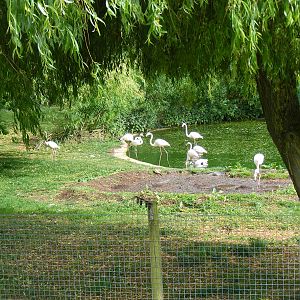 Greater flamingoes in their pool at Marwell Wildlife, 8 May 2011