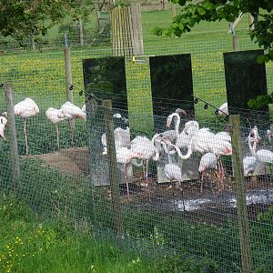 Greater flamingoes around the mirrors at Marwell Wildlife, 8 May 2011