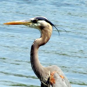 Great Blue Heron