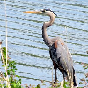 Great Blue Heron