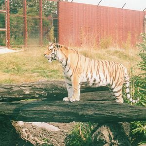 Anastasia - Amur Tiger