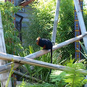 Golden-Headed Lion Tamarin