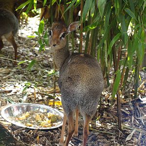 Kirk's Dik-dik