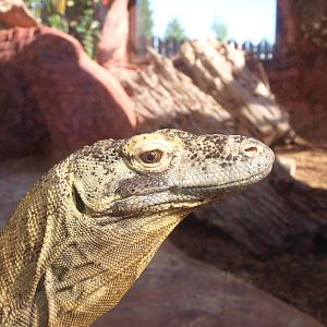 Komodo Dragon