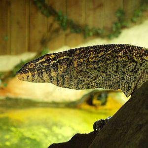 Nile Monitor