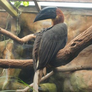 Rufous Hornbill