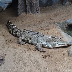 Slender-snouted Crocodile