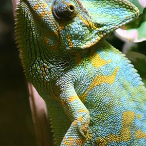Veiled Chameleon