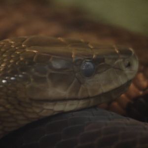 Black mamba