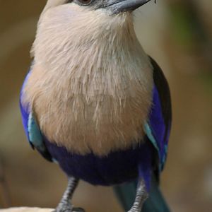Blue-bellied roller